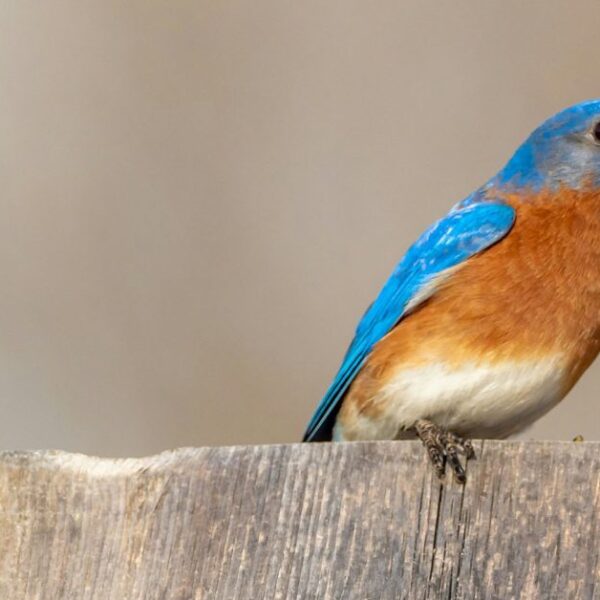 Let’s hope one iPhone 17 Pro camera rumor&hellip;