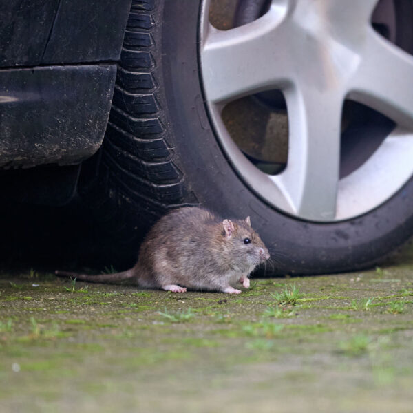 UK drivers face huge bills as “out of control” rodents ravage cars
