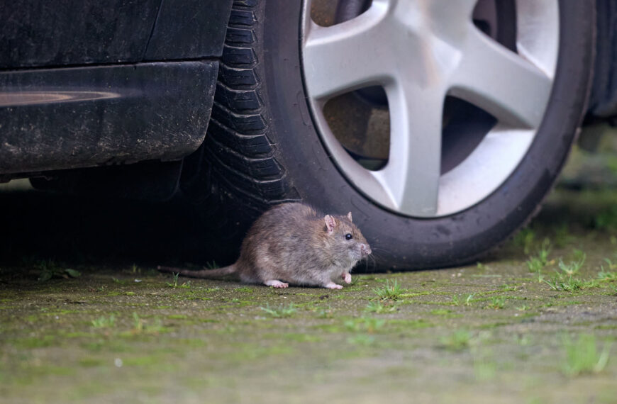 UK drivers face huge bills as “out of control” rodents ravage cars